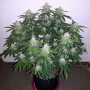 Cannabis seed variety Auto Tutankhamon Feminised Gold