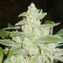 Cannabis seed variety Auto White Widow Fem