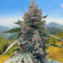 Cannabis seed variety Auto White Witch Fem