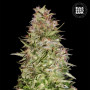 Cannabis seeds AUTO WHITE PRUSSIAN from Bulk Seed Bank