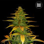 Cannabis seeds AUTO WILD DWARF from Bulk Seed Bank