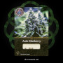 Cannabis seed variety Auto Blueberry