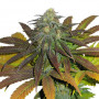 Cannabis seed variety Auto Orange Feminised Gold