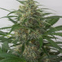 Cannabis seed variety Auto Moby Dick XL Feminised Gold