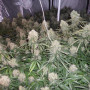 Cannabis seed variety Auto Moby Dick XL Feminised Gold