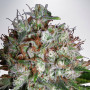 Cannabis seed variety Auto Big Bud XXL Feminised Silver
