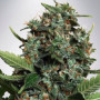 Cannabis seed variety Auto Big Bud XXL Feminised Silver