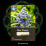 Cannabis seed variety Blue Cheese