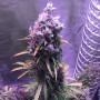 Cannabis seed variety Auto Blueberry Feminised Gold