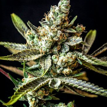 Auto Gagarin Feminized