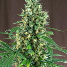 Auto Lemon Haze Feminised Silver