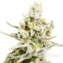 Сорт семян каннабиса Auto White Witch Fem