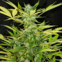 Cannabis seed variety Auto Moby Dick XL Feminised Gold