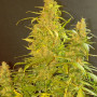 Cannabis seed variety Auto Hindu Kush Gold