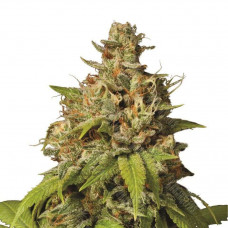 Durban Poison Feminised Silver