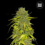 Cannabis seeds AK from Bulk Seed Bank