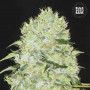 Cannabis seeds BUBBLEGUM EXTRA from Bulk Seed Bank