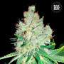 Cannabis seeds CHEESE from Bulk Seed Bank