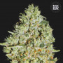 Cannabis seeds CRITICAL from Bulk Seed Bank