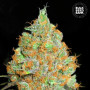 Cannabis seeds CRITICAL MASS from Bulk Seed Bank