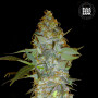 Cannabis seeds EUFORIA SPECIAL from Bulk Seed Bank