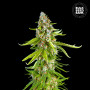 Cannabis seeds GRANDE CRACK from Bulk Seed Bank