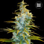 Cannabis seeds NORTHERN LIGHT from Bulk Seed Bank