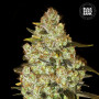 Cannabis seeds PSYCHEDELIC from Bulk Seed Bank