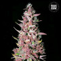 Cannabis seeds PURPLE GLAM KUSH from Bulk Seed Bank