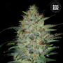 Cannabis seeds SENSIBLE STAR from Bulk Seed Bank