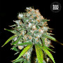 Cannabis seeds SKUNK #99 from Bulk Seed Bank