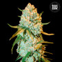 Cannabis seeds SPECIAL CRYSTAL HAZE from Bulk Seed Bank