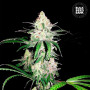 Cannabis seeds SPECIAL LIME HAZE from Bulk Seed Bank