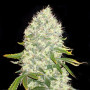 Сорт семян каннабиса White Widow Feminised Silver