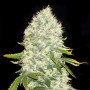 Cannabis seed variety White Widow Feminised Gold