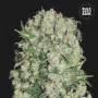 Cannabis seeds WHITE PRUSSIAN from Bulk Seed Bank