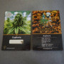 Cannabis seed variety Euphoria