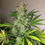 Cannabis seed variety Gelato Feminised Silver