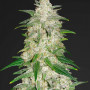 Cannabis seed variety Gelato Feminised Gold