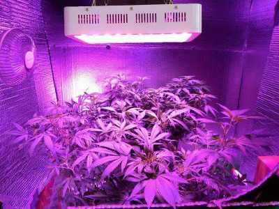 под каким светом выращивать марихуану
