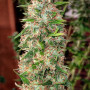 Cannabis seed variety La Blanca