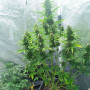 Cannabis seed variety Auto White Widow Feminised Gold