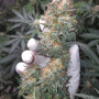 Cannabis seed variety Kickass Auto