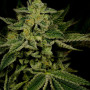 Cannabis seed variety Jack Herer Feminised Gold