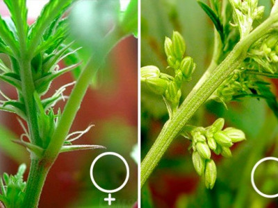 Как проращивать марихуану что будет если съесть семена конопляные