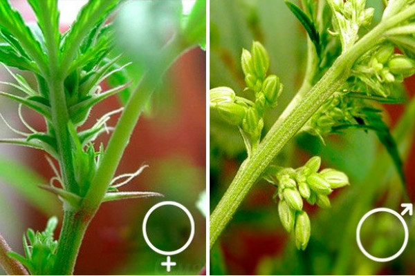 Как определить прущий куст конопли растение который похож на марихуану