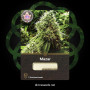 Cannabis seed variety Mazar