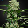 Cannabis seed variety Auto Northern Lights Feminised Gold