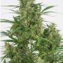 Сорт семян каннабиса Auto Critical +2.0 Feminised Silver