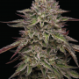 Cannabis seed variety Royal Highness Feminised Silver